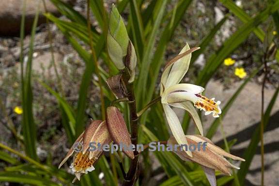 bletilla ochracea 6 graphic